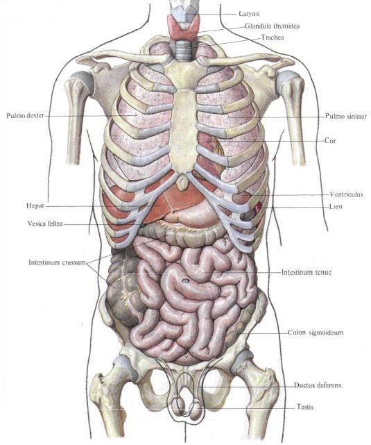 Internal organs