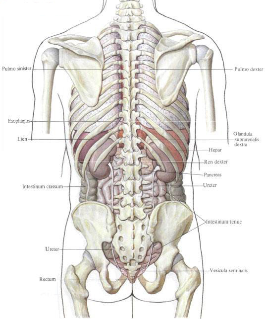 Internal organs