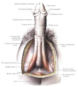 Penis