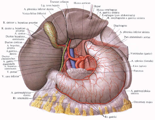 Human Anatomy in Pictures Анатомия человека в картинках
