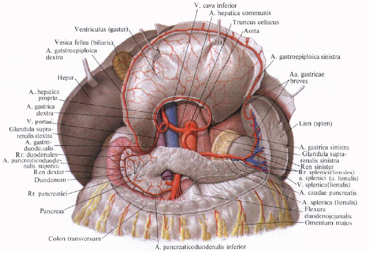 Human Anatomy in Pictures Анатомия человека в картинках