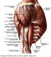 The best exercises for deltoid muscles!