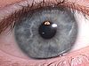 Gray eye - Types of eye colors