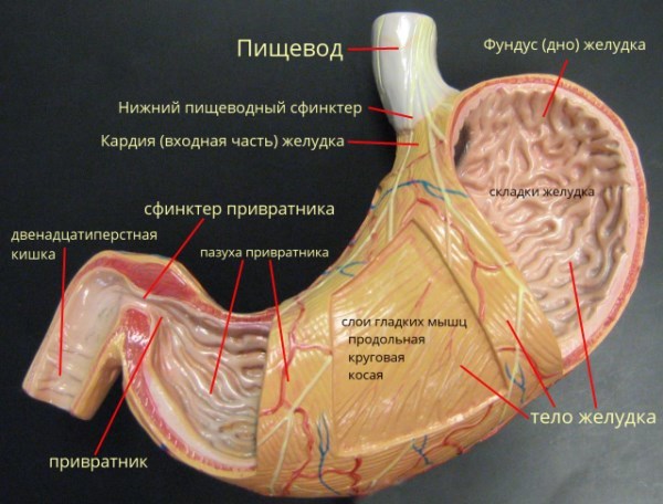 Protecting the stomach Incredible facts about the human body. Internal organs. Защита желудка Невероятные факты о человеческом теле. Внутренние органы.