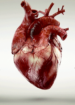 Бьющееся сердце Удивительные гифки, показывающие, как работает наше тело