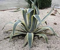 Agave americana Agave americana Variegata