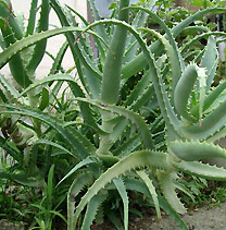 Aloe arborescens Aloe arborescens