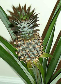 Large pineapple Ananas comosum