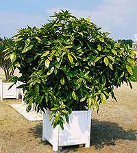 Aucuba Japanese Aucuba japonica