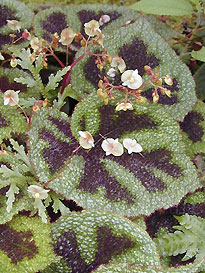 Begonia Masson Begonia masoniana