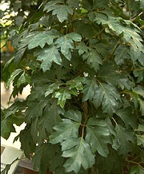 Roicisum rhomboid Cissus rhombifolia