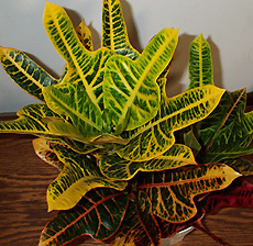 Croton Croton Oakleaf