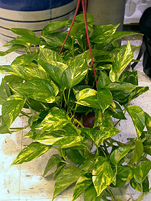 Stindapsus golden epipremnum aureum