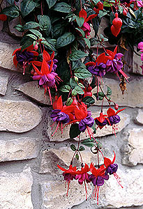 Fuchsia hybrid Fuchsia hybrida