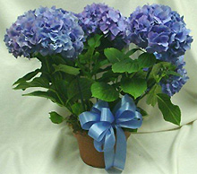 Hydrangea macrophylla hydrangea