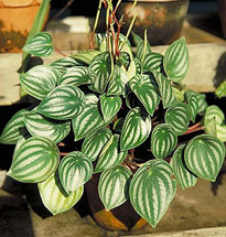 Peperomia argyreia