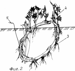 METHOD OF GROWING SHRUBBY berries