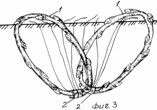METHOD OF GROWING SHRUBBY berries
