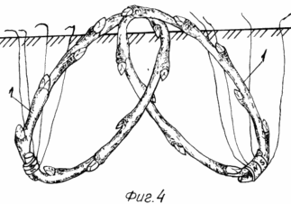 METHOD OF GROWING SHRUBBY berries