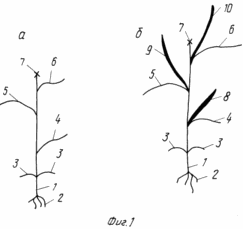 METHOD OF GROWING tomato seedlings