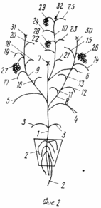 METHOD OF GROWING tomato seedlings