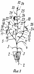 METHOD OF GROWING tomato seedlings