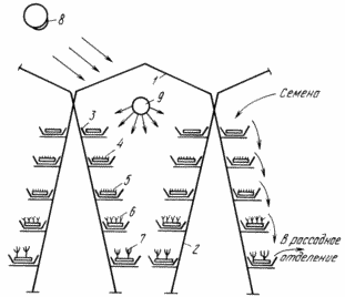 METHOD seedlings TOMATO ON multistoried hydroponics installations