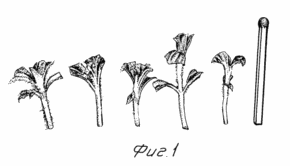 A METHOD FOR OBTAINING STEVENELIC BLACK SEEDS