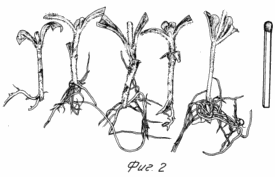 A METHOD FOR OBTAINING STEVENELIC BLACK SEEDS