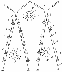 METHOD OF GROWING CABBAGE DISPATCH ON HYDROPONIC