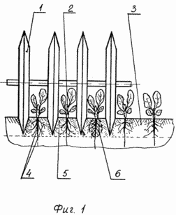 METHOD OF GROWING THE SEDEIGN