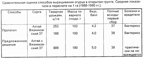 METHOD OF GROWING CUCUMBERS IN OPEN GROUND