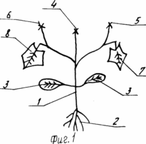 METHOD OF GROWING PLANTS OF CUCUMBER
