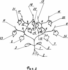 METHOD OF GROWING PLANTS OF CUCUMBER