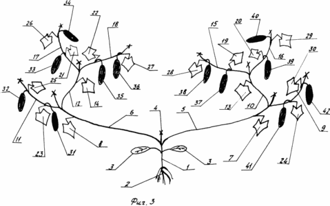 METHOD OF GROWING PLANTS OF CUCUMBER