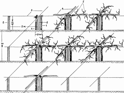 METHOD OF DRINKING VINEGRAD BUST