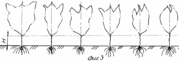 METHOD OF SODIUM EMISSIONS ON GRAIN ON IRRIGATED LAND