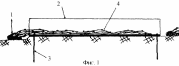 METHOD OF REFERENCE grape plant