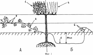 METHOD OF REDUCING DEFICIENCY ON PRINCESS VINEYERS