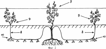 METHOD OF REDUCING DEFICIENCY ON PRINCESS VINEYERS