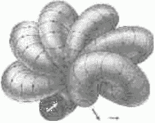 The Zhvirblisa vacuum model (the Zvirblis filament)