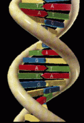 Left-handed double helix of DNA [16].