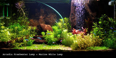 24_Freshwater + Marine