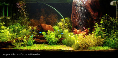 29_FloraGlo + LifeGlo